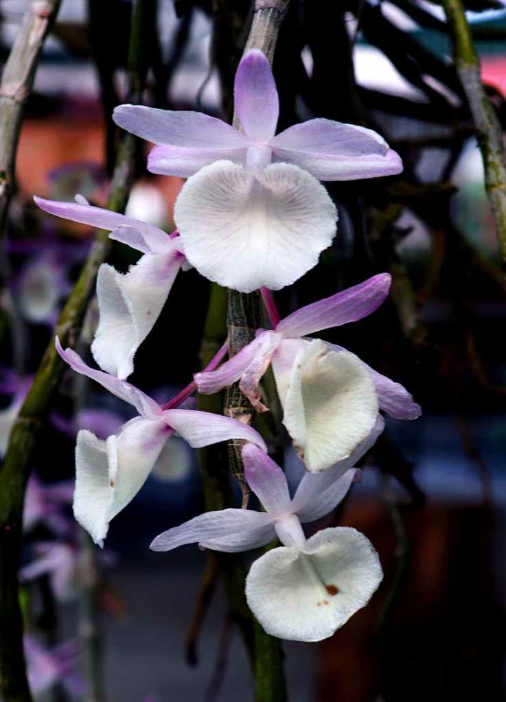 Orchids are my favorite flower. I kept these on my desk in my office at work. When my daughter brought me tulips when I first met her I knew she was meant to be the wife of my son and not a close daughter in law for me. That's life. Accept and behave accordingly.